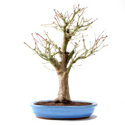 Bonsai Acer Palmatum 17 anos